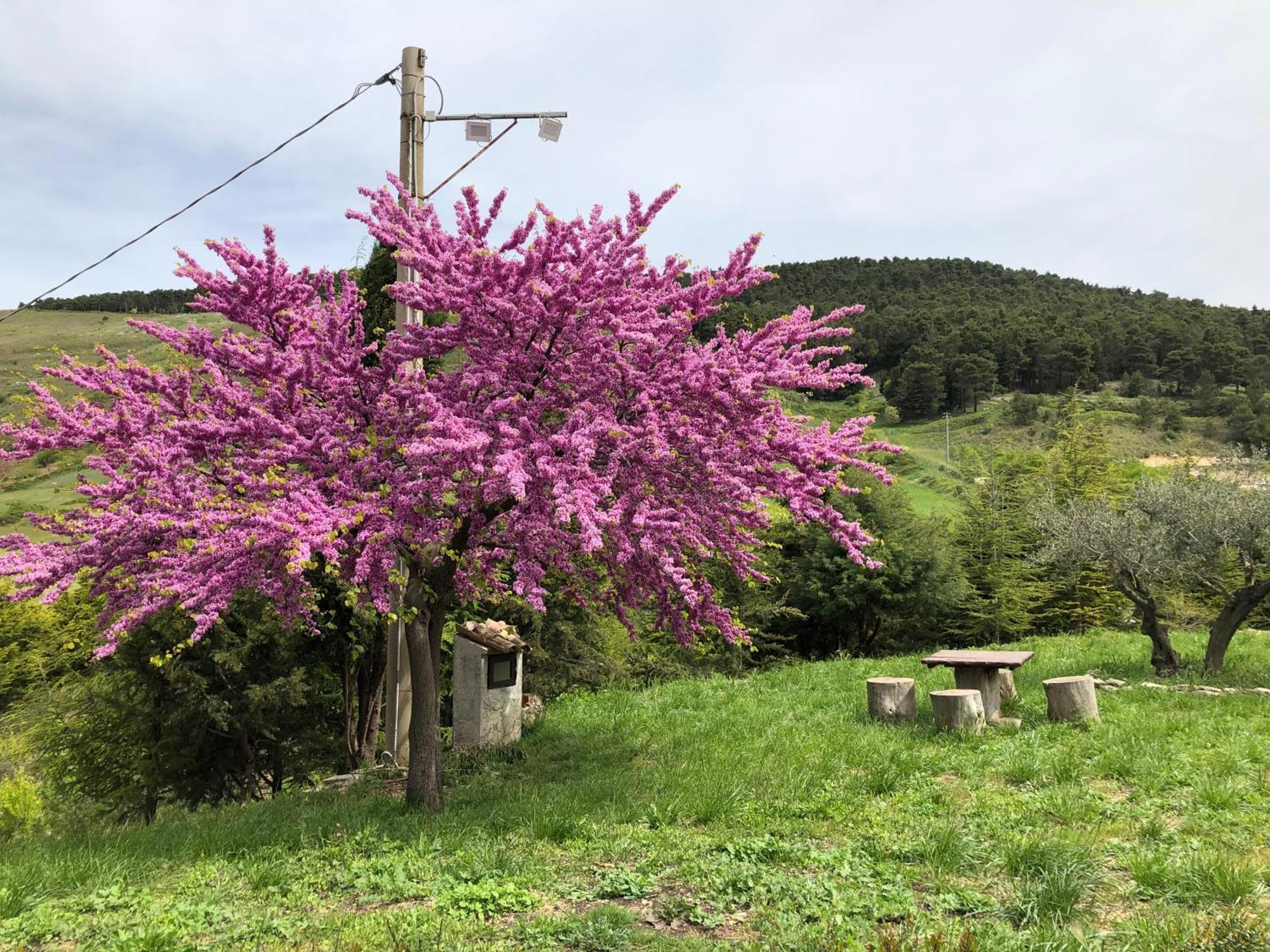 Agriturismo Serra Moneta Santo Stefano Quisquina Zewnętrze zdjęcie