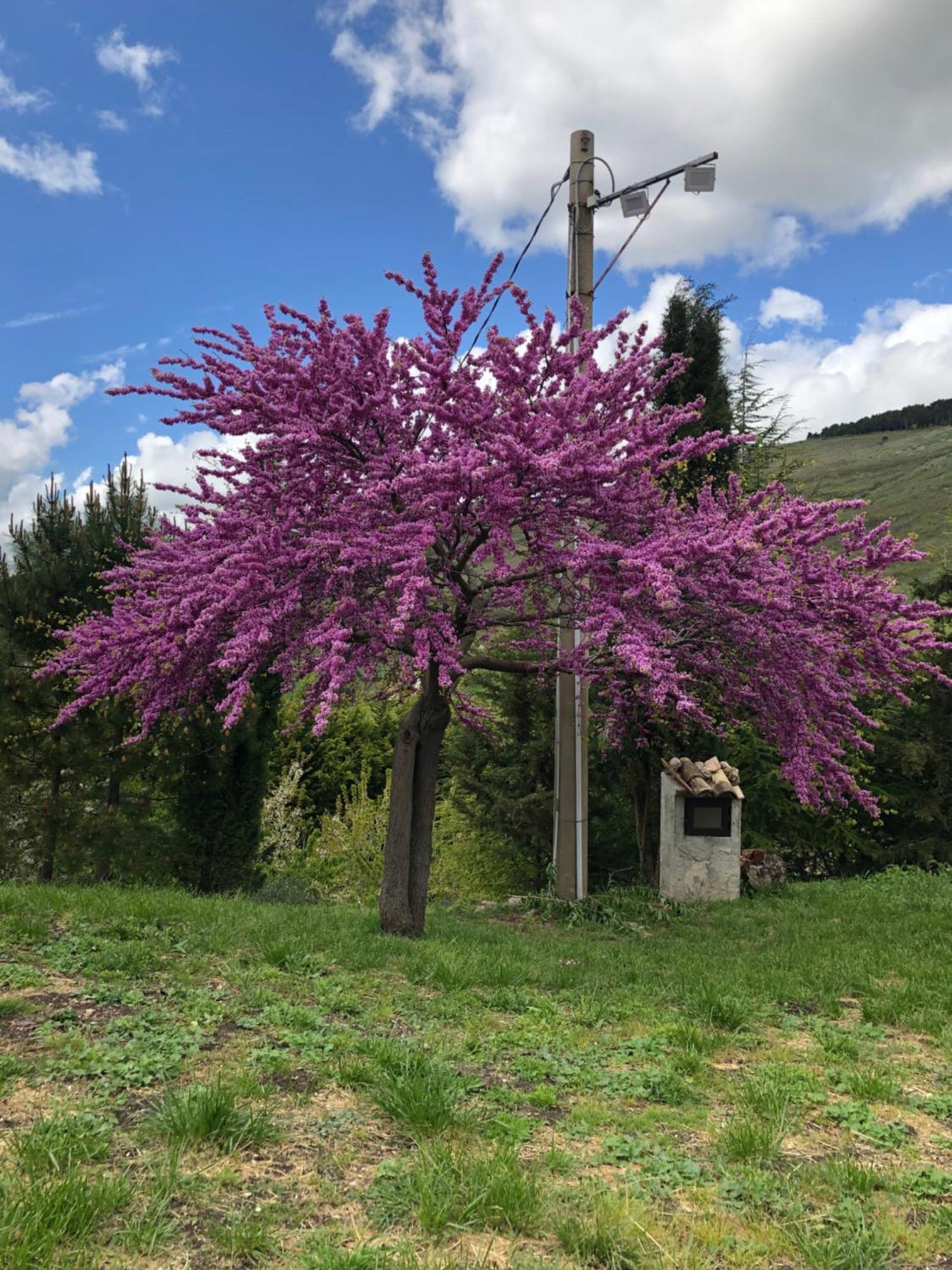 Agriturismo Serra Moneta Santo Stefano Quisquina Zewnętrze zdjęcie